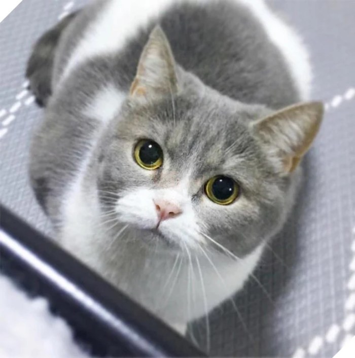 Thức ăn cho mèo Minino được nghiên cứu và sản xuất bởi các nhà chuyên môn có bề dày kinh nghiệm trong chế độ dinh dưỡng cho mèo đến từ nước Pháp (Nguồn: Internet)