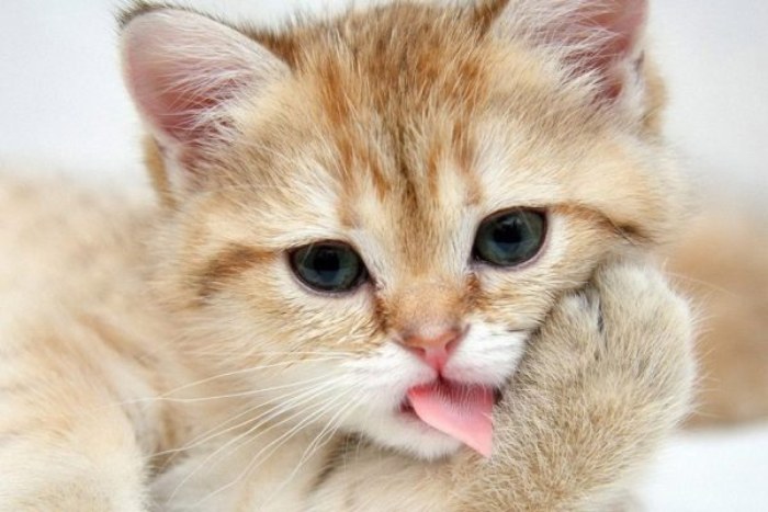 Cho mèo con 2 tháng tuổi ăn thức ăn viên không chỉ tiện lợi mà còn đảm bảo được cân bằng dinh dưỡng cho mèo (Nguồn: Internet)