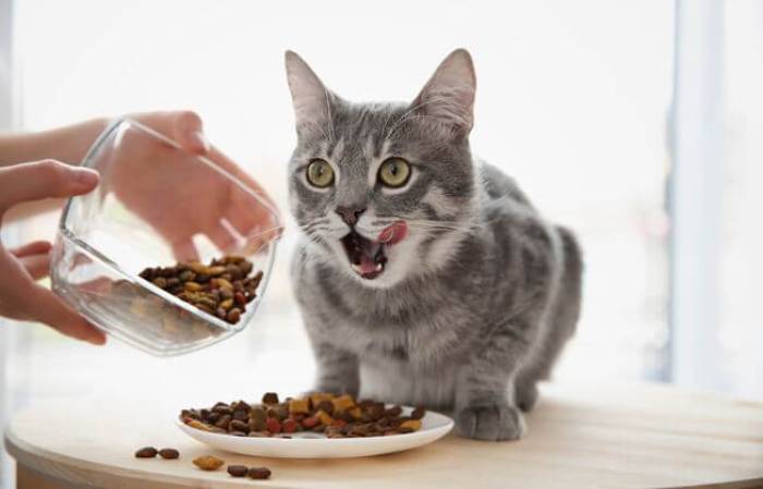 Thức ăn cho mèo Royal Canin là một trong những sản phẩm quen thuộc dành cho thú cưng được các chủ nuôi tin dùng và đánh giá cao