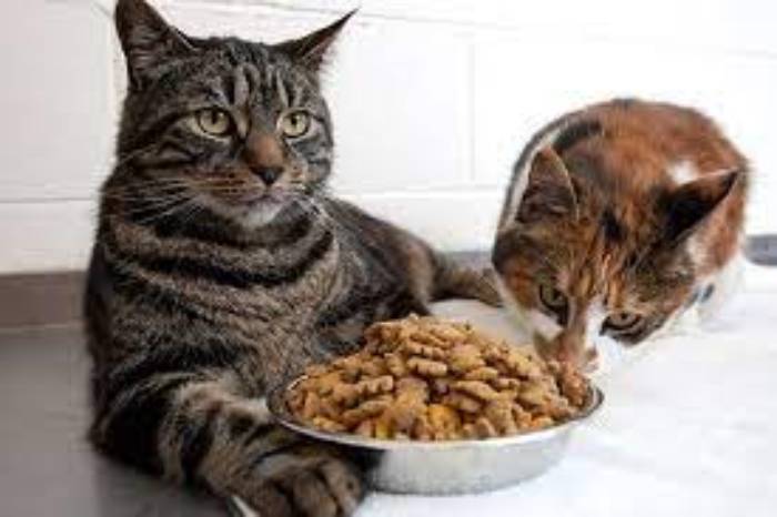 Đối với mèo trưởng thành, sẽ có sự khác nhau trong dinh dưỡng thức ăn cho mèo  vì giai đoạn này, bé yêu thường xuyên hoạt động ngoài trời (fit) và mèo vận động (indoor) nhiều hơn