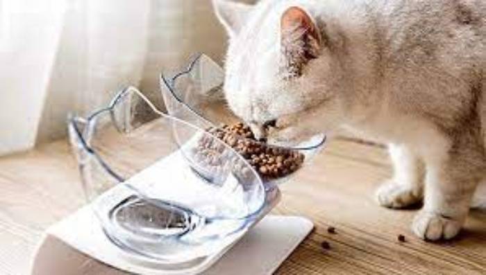 Bạn nên căn cứ vào sự năng động và nghịch ngợm của chú mèo để chọn loại thức ăn cho mèo có lượng đạm béo cao hay thấp