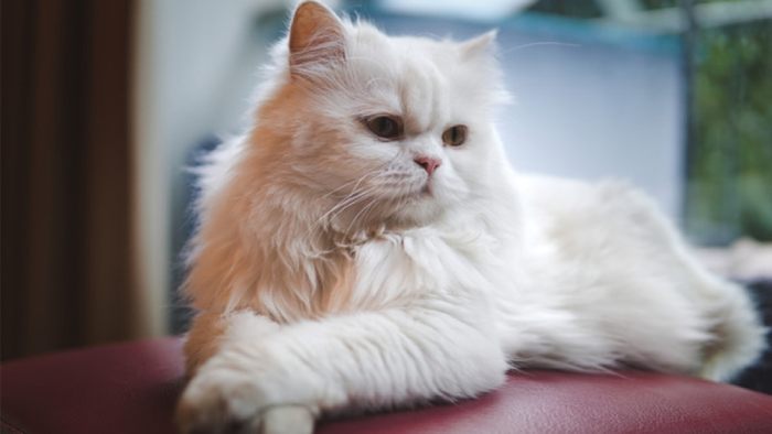 Sở dĩ, mèo Ba Tư ít vận động nên tiềm ẩn rất nhiều nguy cơ mắc bệnh. Bên cạnh đó, bộ lông "mang thương hiệu" của chúng cũng rất cần được chăm sóc một cách tỉ mỉ (Nguồn: Internet)
