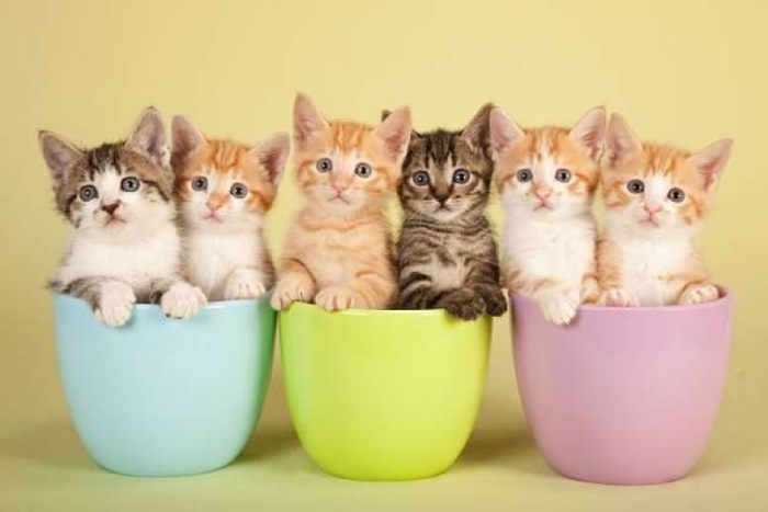 Lựa chọn thức ăn cho bé mèo 1 tháng tuổi sao cho phù hợp với hệ tiêu hóa, dạ dày của chúng là điều quan trọng (Nguồn: Internet)