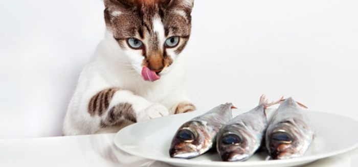Hôm nay, chúng tôi sẽ hướng dẫn bạn cách tự làm thức ăn cho mèo tại nhà thơm ngon, bổ dưỡng lại không mất nhiều chi phí (Nguồn: Internet)
