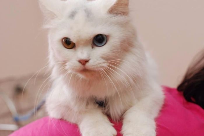 Hành trang cho sen trên hành trình học cách nuôi mèo đã đầy đủ, cùng Petnut tìm hiểu về loài boss này qua bài viết thức ăn cho mèo Nga bạn nhé! (Nguồn: Internet)