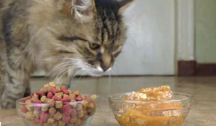  Mèo con không nên ăn hạt macca vì trong hạt có chứa chất khiến cơ thể chúng suy nhược, đứng không vững, run cơ,… (Nguồn: Internet)