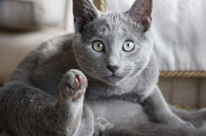 Hạt "thức ăn cho mèo minino có tốt không?" là một trong những câu hỏi được rất nhiều người quan tâm trong thời điểm hiện nay (Nguồn: Internet)