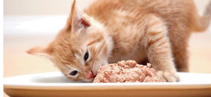 Tất cả các thức ăn tươi này đều phải được làm sạch và nấu chín, nấu mềm trước khi cho mèo con ăn (Nguồn: Internet)