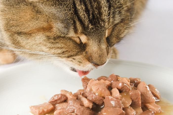 "Cho mèo con ăn gì để đảm bảo chúng luôn được cung cấp đầy đủ dinh dưỡng? Cần bao nhiều lượng thức ăn của mèo con để chúng luôn khỏe mạnh?" (Nguồn: Internet)