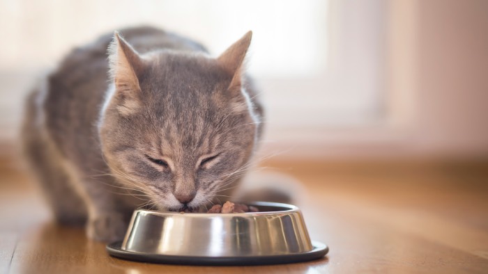 Sản phẩm thức ăn cho mèo Royal Canin 10kg được thương hiệu tập trung chủ yếu vào nguồn dinh dưỡng cung cấp cho mèo (Nguồn: Internet)