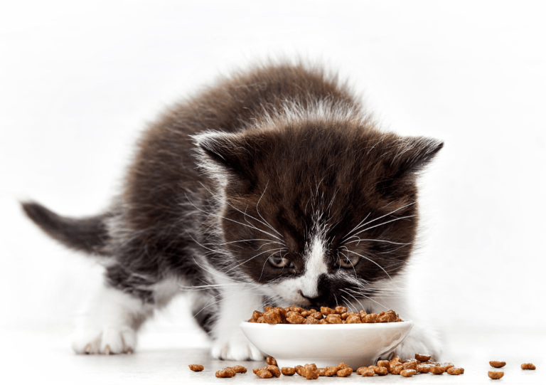 Tùy vào giai đoạn, cân nặng mèo mà bạn có thể cân chỉnh lượng thức ăn sao cho phù hợp (Nguồn: Internet)