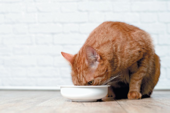 Với mỗi công thức khác nhau, thành phần của các loại thức ăn royal canin cho mèo cũng có thể khác nhau (Nguồn: Internet)