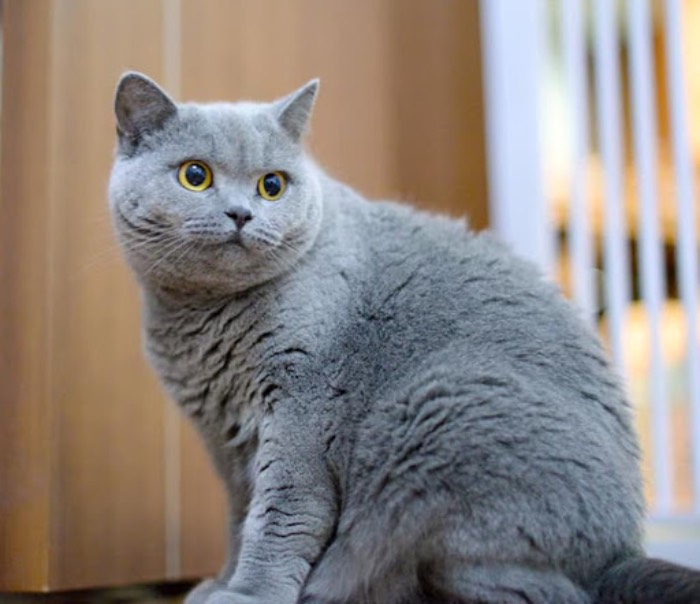 Hãy cho sử dụng thức ăn của mèo Anh lông ngắn tốt và đủ ẩm nhưng vẫn đảm bảo chúng uống đủ nước (Nguồn: Internet)