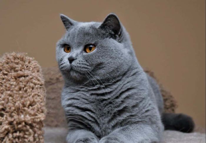Cũng tương tự như những giống mèo khác, mèo Anh lông ngắn cũng cần có chế độ dinh dưỡng riêng biệt theo từng thể trạng (Nguồn: Internet)