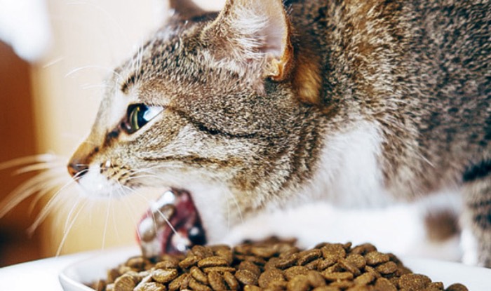 Dinh dưỡng hợp lý và cân bằng là điều cần thiết cho sức khỏe của thú cưng. Mỗi sản phẩm thức ăn cho mèo Royal Canin 2kg đều có một công thức riêng biệt được xây dựng để cung cấp mức độ chính xác nhất (Nguồn: Internet)