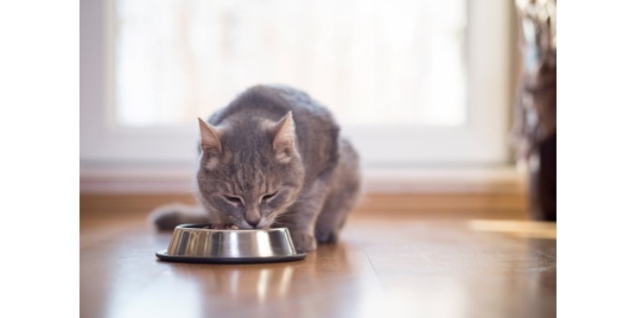 Thức ăn cho mèo Me-O 7kg rất dễ tiêu, có nhiều mùi vị phù hợp với sở thích của từng chú mèo (Nguồn: Internet)