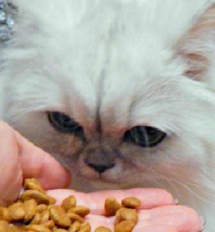 Thức ăn cho mèo Royal Canin 2kg lấy nguồn nguyên liệu từ khắp nơi trên thế giới và không tiết lộ thông tin về quốc gia xuất xứ hoặc nhà cung cấp cụ thể (Nguồn: Internet)