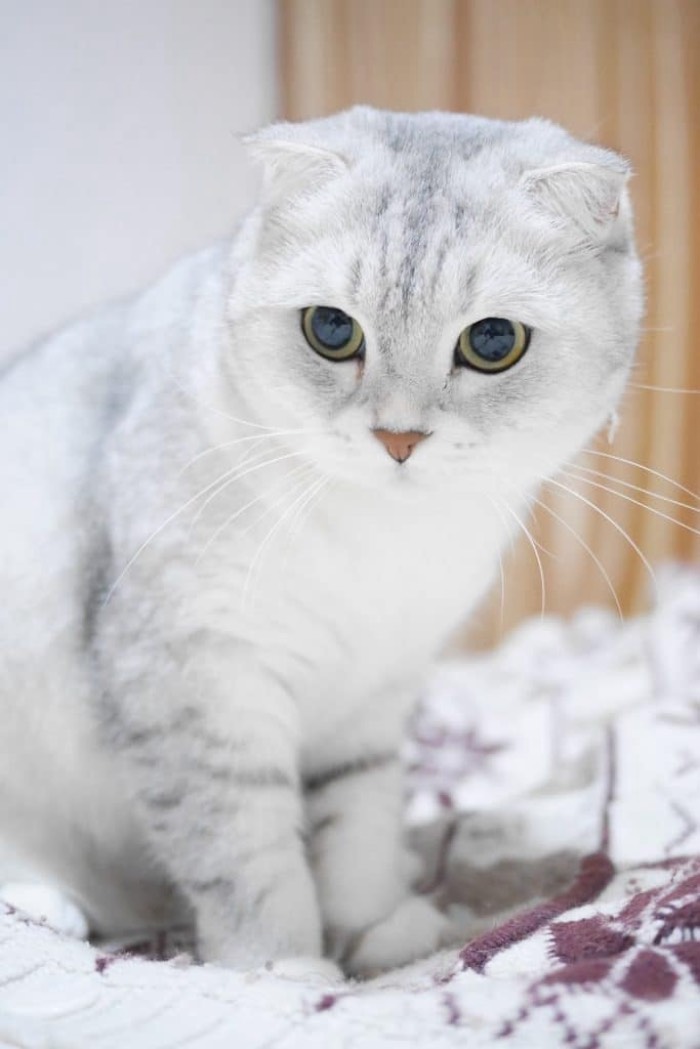  Sản phẩm thức ăn cho mèo Me-o 1kg được kiểm nghiệm chất lượng trước khi đưa ra thị trường nhằm cung cấp một lượng sản phẩm tốt, an toàn cho sức khỏe thú cưng của bạn (Nguồn: Internet)
