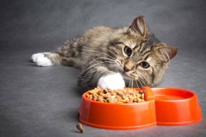 Nếu như bạn đựng thức ăn của mèo kén ăn trong một chiếc khay chật chội, không đủ độ rộng và sâu sẽ làm cho mèo cảm thấy không thoải mái khi ăn (Nguồn: Internet)