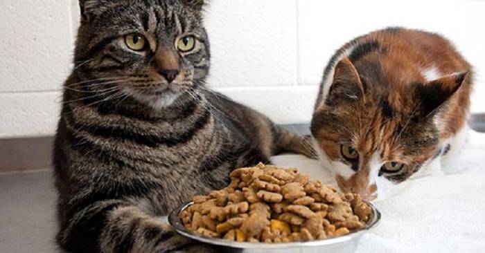 Thức ăn cho mèo trưởng thành Whiskas vô cùng tiện lợi cho bạn để có thể mang đi bất cứ nơi đâu mỗi khi cho mèo đi chơi mà không tốn thời gian chế biến và nấu nướng (Nguồn: Internet)