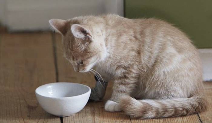 Hãy thay đổi dần dần để mèo có thể thích ứng được và nó sẽ không còn cảm thấy chán khi ăn nữa (Nguồn: Internet)