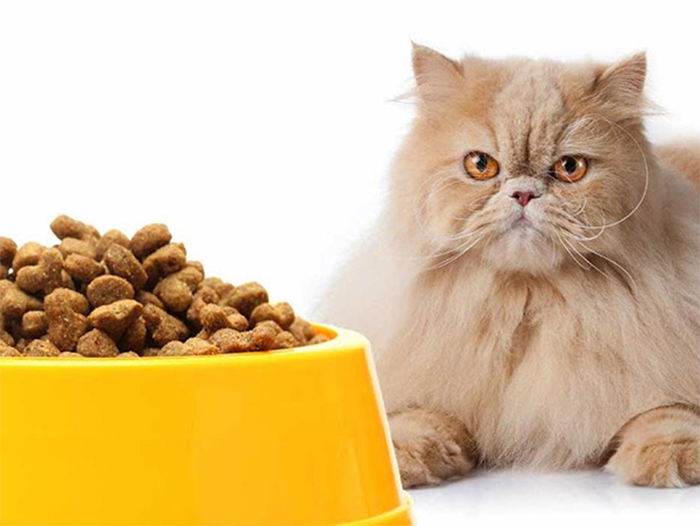 Cùng Petnus tìm hiểu về thức ăn cho mèo ba tư bạn nhé! (Nguồn: Internet)