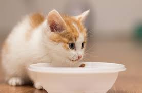 Petnus sẽ đồng hành cùng bạn với những bí quyết chọn thức ăn cho mèo bị bệnh cùng những hướng dẫn chăm sóc mèo bệnh hiệu quả ngay tại nhà (Nguồn: Internet)