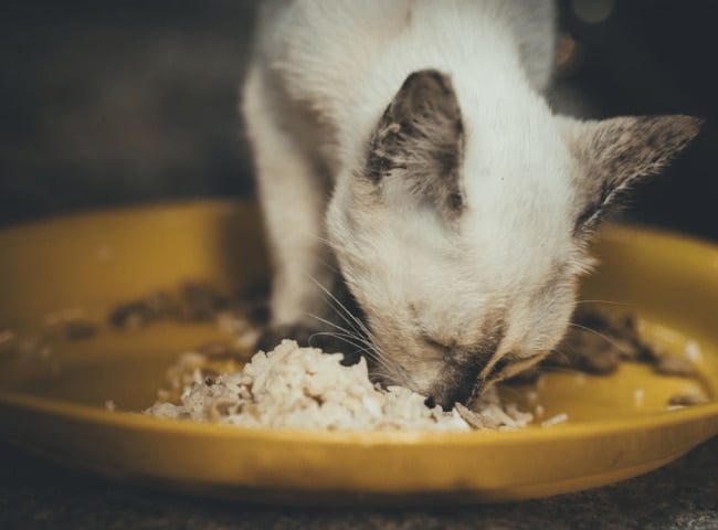 Hiện nay, các loại thức ăn cho mèo bị bệnh dạng ướt cho mèo có sẵn trên thị trường vẫn là nguồn dinh dưỡng dồi dào nhất. (Nguồn: Internet)