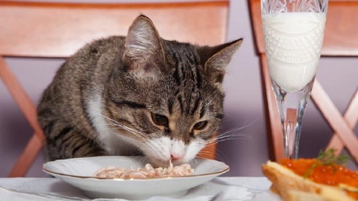 Để tránh tình trạng mèo bị béo phì hay suy dinh dưỡng, bạn cần biết mèo thích ăn gì, nên ăn gì và liều lượng ra sao (Nguồn: Internet)