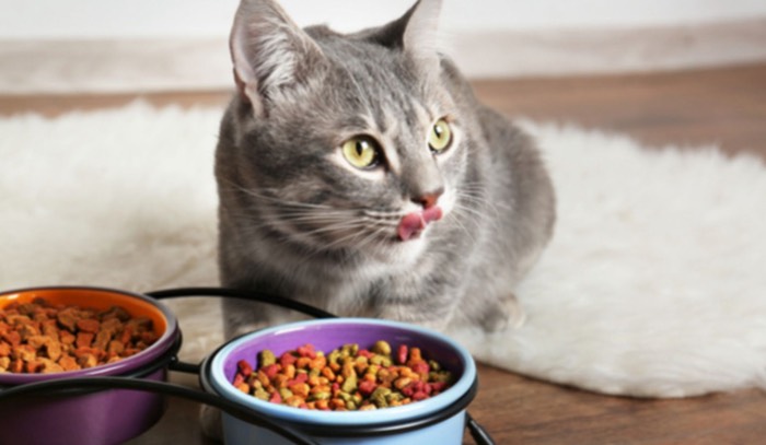 Hôm nay, chúng tôi sẽ bật mí cho bạn những loại thức ăn cho mèo ta mà chúng yêu thích nhất nhé (Nguồn: Internet)