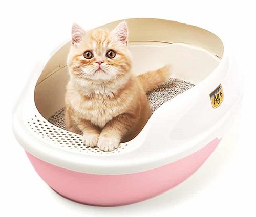 Cát vệ sinh cho mèo